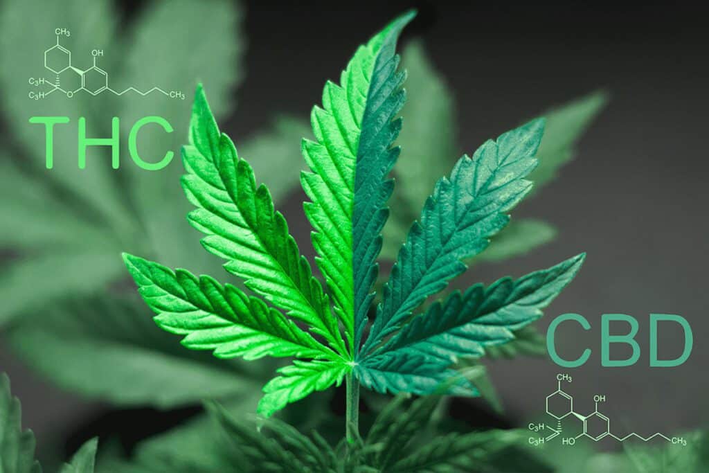 Unterschied Von Medizinischem Cannabis Und Cannabidiol